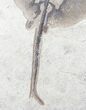 Exceptional Heliobatis Stingray Fossil - Wyoming #12659-4